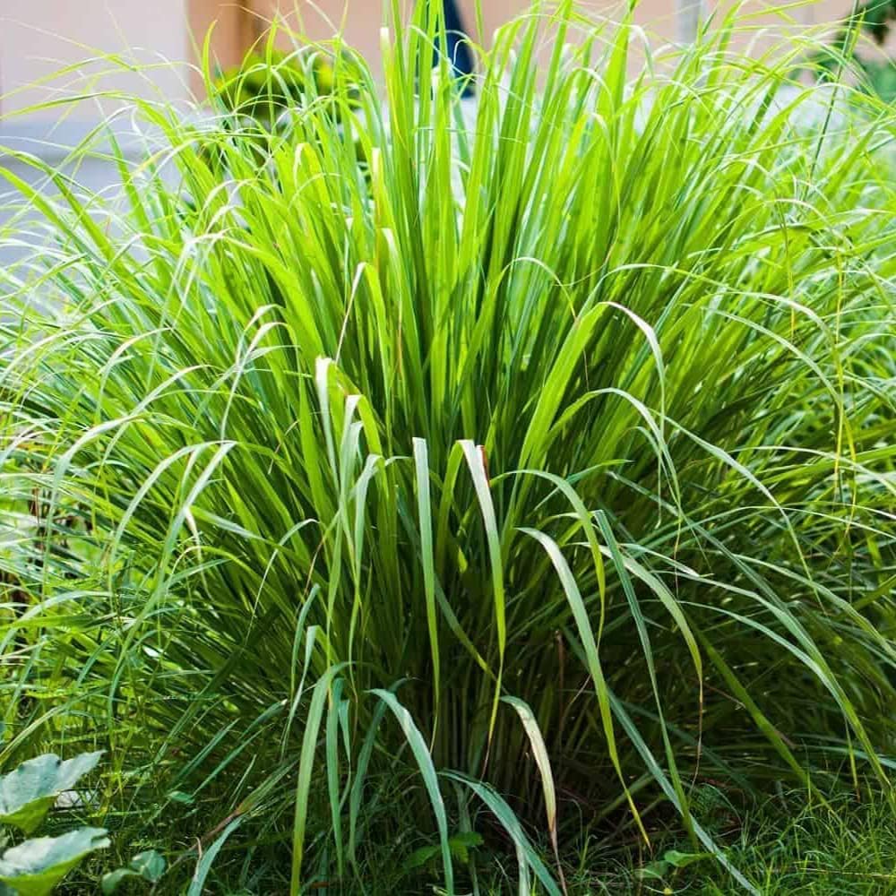 Lemongrass Plant Seeds – 1000+ Non-GMO Heirloom Seeds Lemon Grass Herbs Seeds for Planting Garden, Indoor or Outdoor